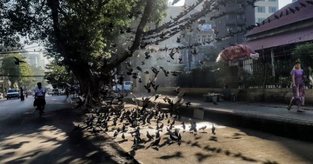A woman walks past pigeons flying near a tree along a footpath in Yangon.