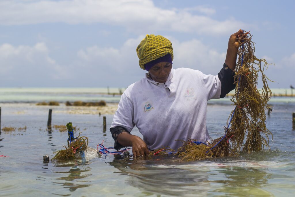 A photo of Mwanaisha Makame standing in waist-deep water, carefully examining a clump of seaweed.